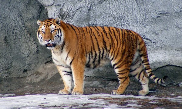 tigre-siberiana11.jpg