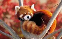 panda rosso1